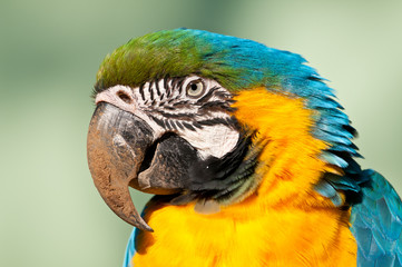 ルリコンゴウインコ