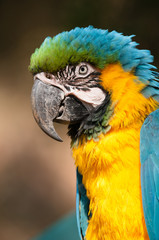 ルリコンゴウインコ