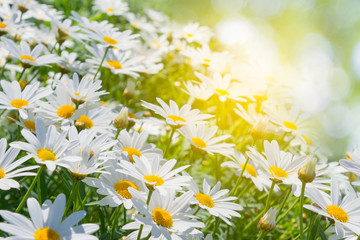 field of daisy flowers with sun light