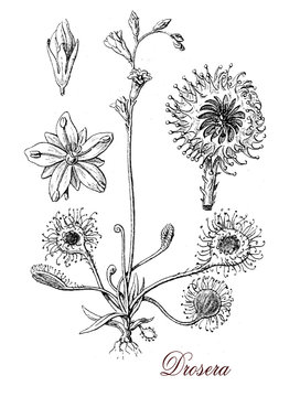 Drosera carnivorous plant, botanical vintage engraving