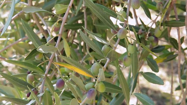 The branches of an olive tree with ripening olives