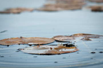 Water Drops Falling Into A Wetland Onto Water Lily