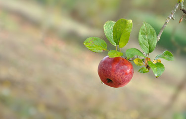 jolie pomme rouge sur une branche recouverte de rosée