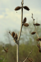 Field grass. Burdock against the sky and grass