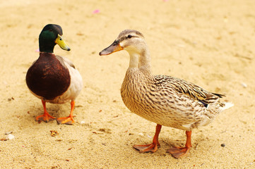 Naklejka na ściany i meble Two wild ducks on beach sand. Duck and a drake on sand in summer sunny day