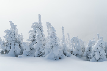 Fototapeta na wymiar Winter forest after a snowfall