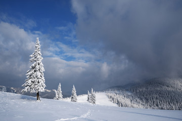 Christmas landscape with spruce in the mountains