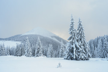 Fototapeta na wymiar Christmas landscape with fir tree in the snow