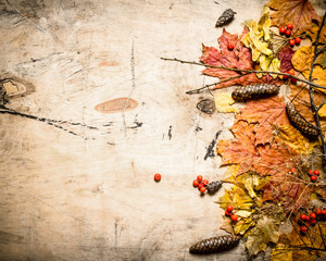 Autumn style. Maple leaves with pine cones and Rowan.