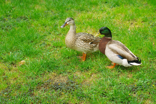 Two Mallard Ducks on green grass. Duck and drake have a rest on a green bright grass