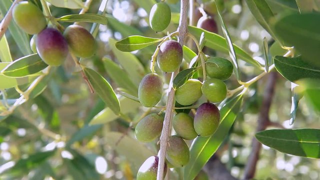Close-up of a bunch of unripe olives sways in the wind on an olive tree