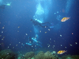 Fototapeta premium Diving, Bohol, Philippines