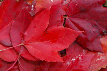 Ahornblätter, rot verfärbtes Herbstlaub