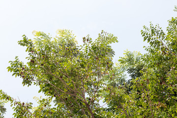 green treetop with sky,copy space,small leaf of treetop from natural