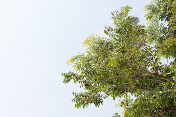 green treetop with sky,copy space,small leaf of treetop from natural