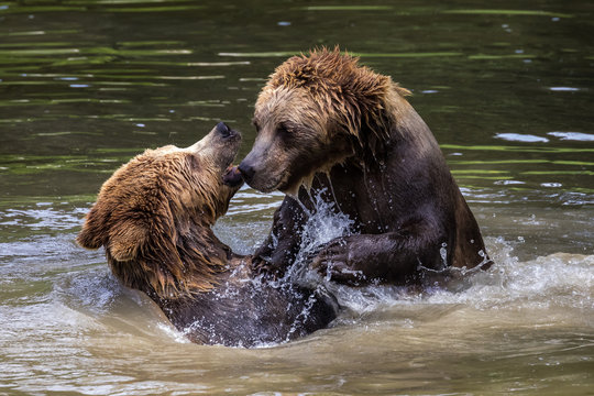 Braunbär beim Spiel im Wasser - Ursus arctos