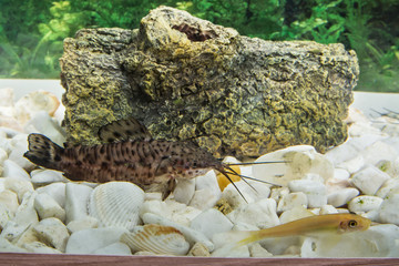 рыбки аквариумные 