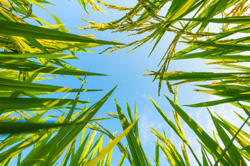 Ear of rice and leaves in the rice fields