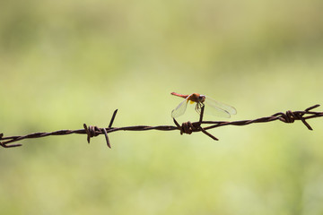 Dragonfly waiting on rusty barbed wire selected focus