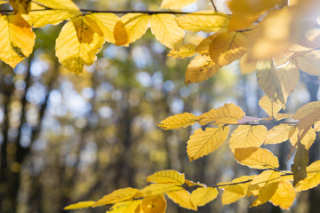 Obraz premium bright yellow leaves in october sunlight in autumn forest background