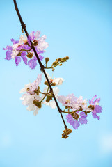  Branches, flowers