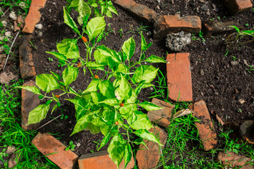 Chilli Padi Plant Top-Down View