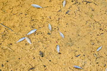 Dead fish on the beach