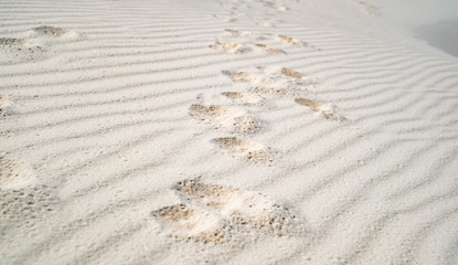 Fototapeta na wymiar Dog paw prints in the white sand