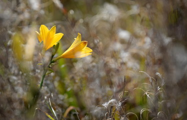 wilde Schönheiten, gelbe Goldsternblüten inmitten von weißen Samenständen