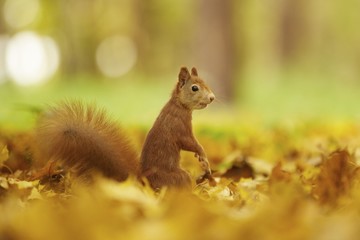 Squirrel, Autumn, nut and dry leaves