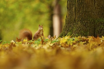 Squirrel, Autumn, nut and dry leaves