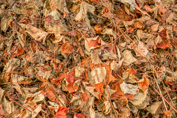 Autumn leaf grapevine covering the ground, top view