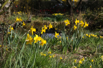 Narzissen im Naturgarten