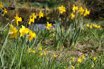 Fototapeta premium Narzissen im Naturgarten