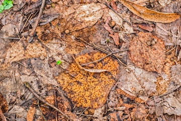 Dried leaves covering the ground in the forest. Top view