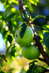 Beautiful picture of apples on branch of an apple tree