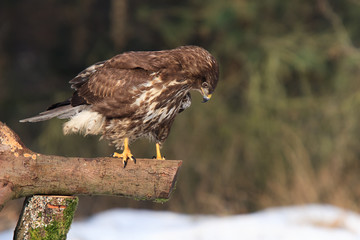 Mäusebussard auf Waldlichtung im Winter bei Schnee