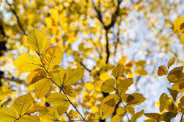 bright yellow leaves in october sunlight in autumn forest background