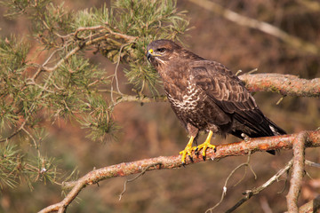 Mäusebussard sitz in Kiefer und hält Ausschau