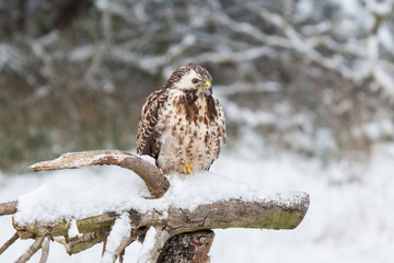 Mäusebussard im Schnee