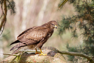 Mäusebussard sitzt auf altem Kiefernbaum
