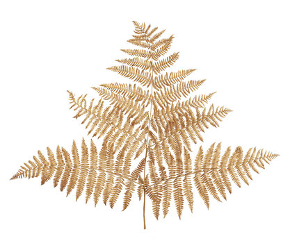 Dried fern leaves isolated on white background