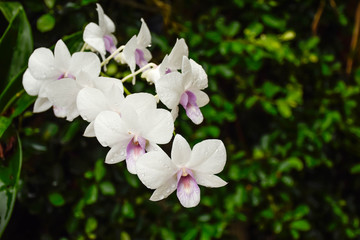 the white orchid in the green garden