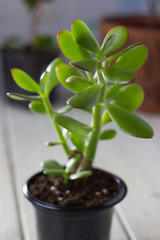 The succulent plant Crassula ovata known as Jade Plant or Money Plant in black pot.