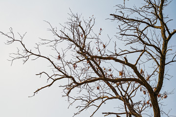 Dry tree branch silhouette over blue sky background