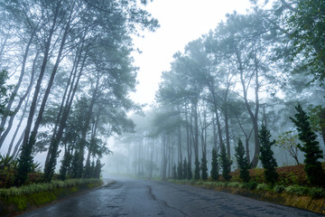 misty forest of pines  in morning