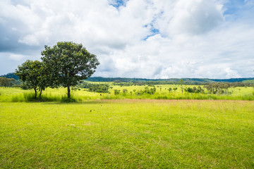 meadow savanna landscape