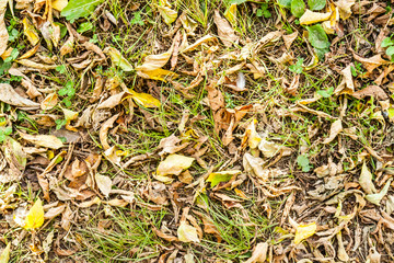 Yellow and orange autumn leaves in fall park.