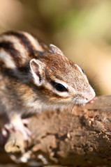 シマリス コレクション