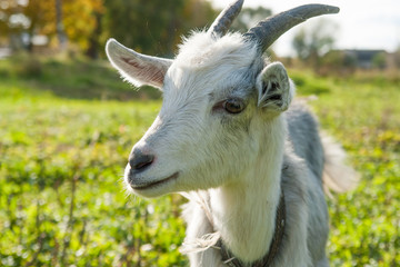 Young white goat at village farm or ranch.